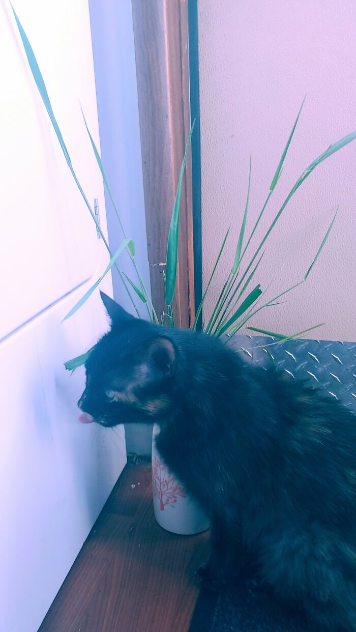 Cinder Telling The Dryer 'Thbbtt!'