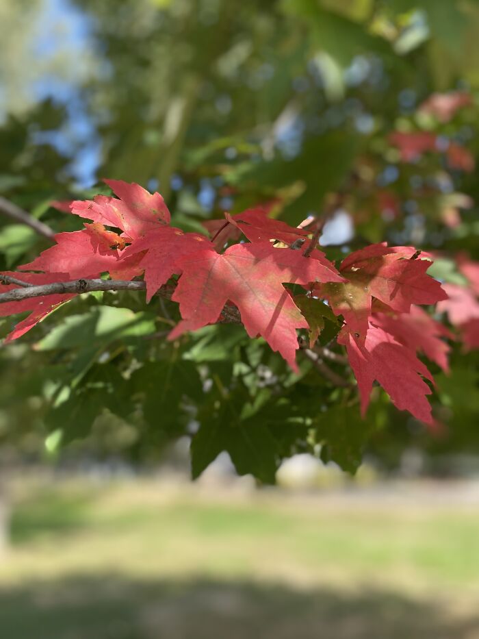 Fall Leaves 👍👍👍