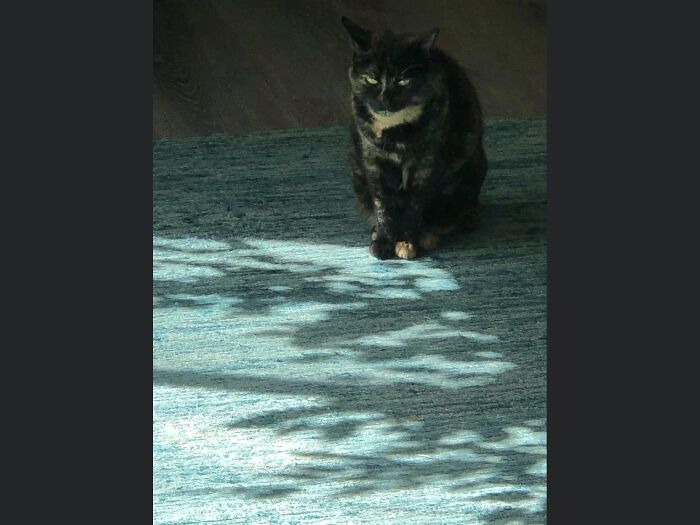 Sashee In The Moonlight !