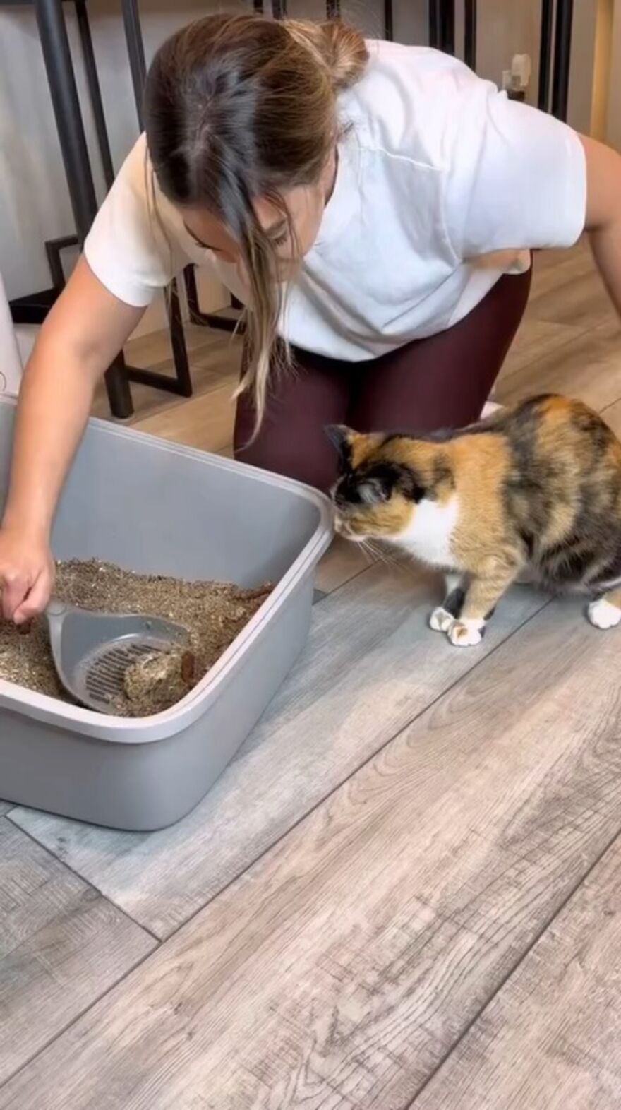 Owners Troll Their Cat And Video Goes Viral With Over 1.4 Million Views In Less Than 3 Hours Owners Troll Their Cat And Video Goes Viral With Over 1.4 Million Views In Less Than 3 Hours