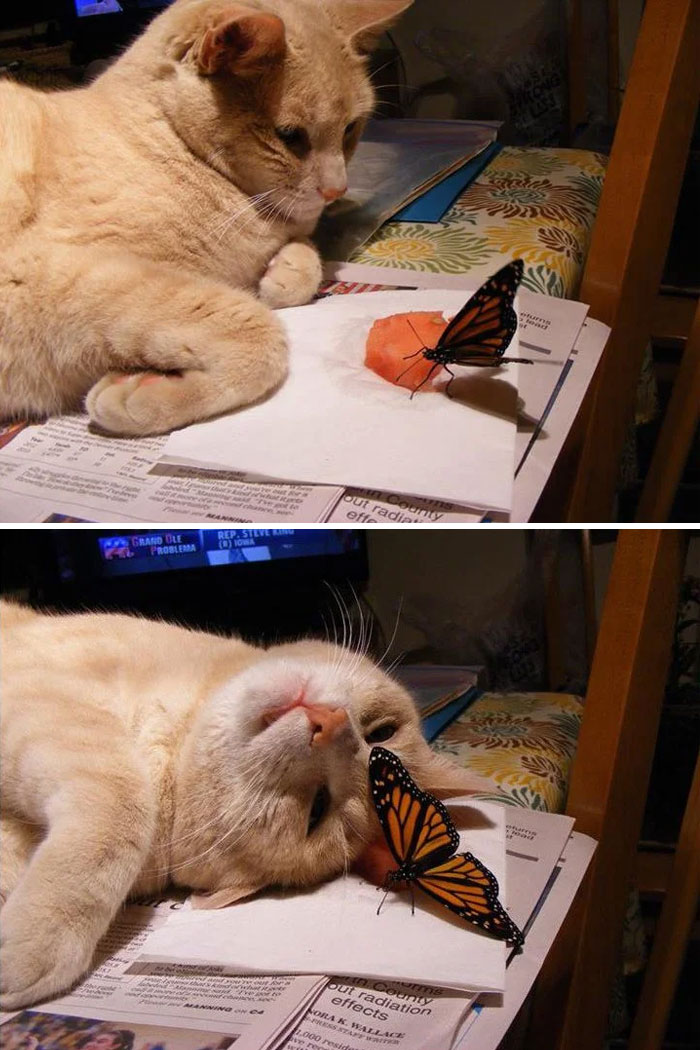 Cat looking at butterfly