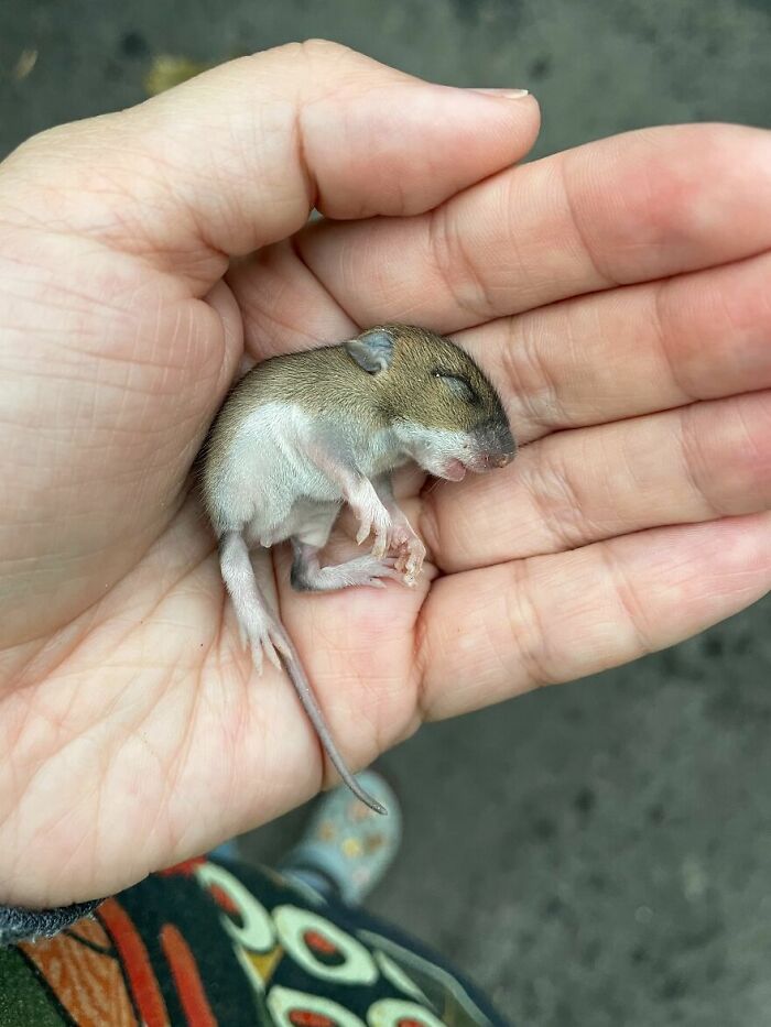 &ldquo;The Universe Certainly Has A Great Sense Of Humor&rdquo;: A Twitter User Shared Her Story Of Adopting And Taking Care Of An Abandoned Newborn Mouse