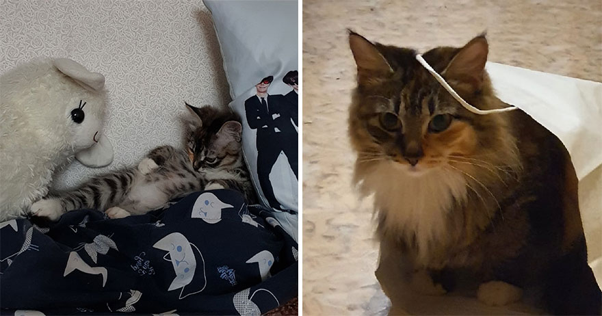 This Community Shows Kittens Then And Now (30 Pics)