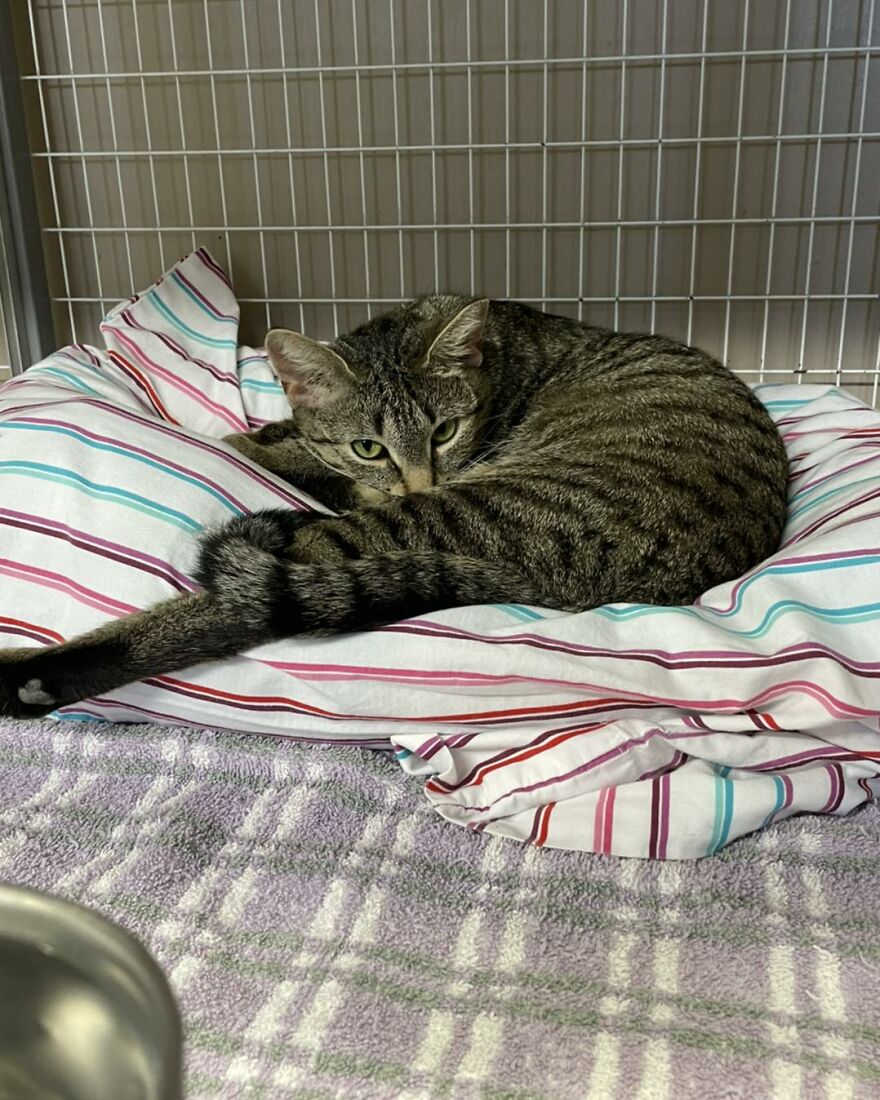 This Cat Saw All Her Friends Being Adopted At An Event Except Her This Cat Saw All Her Friends Being Adopted At An Event Except Her