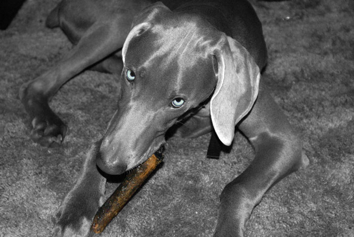 Woman Asks If She Is Being Selfish For Wanting Her Husband&rsquo;s Dog Gone When It Ate Her Food She Got For The First Time In 2 Days