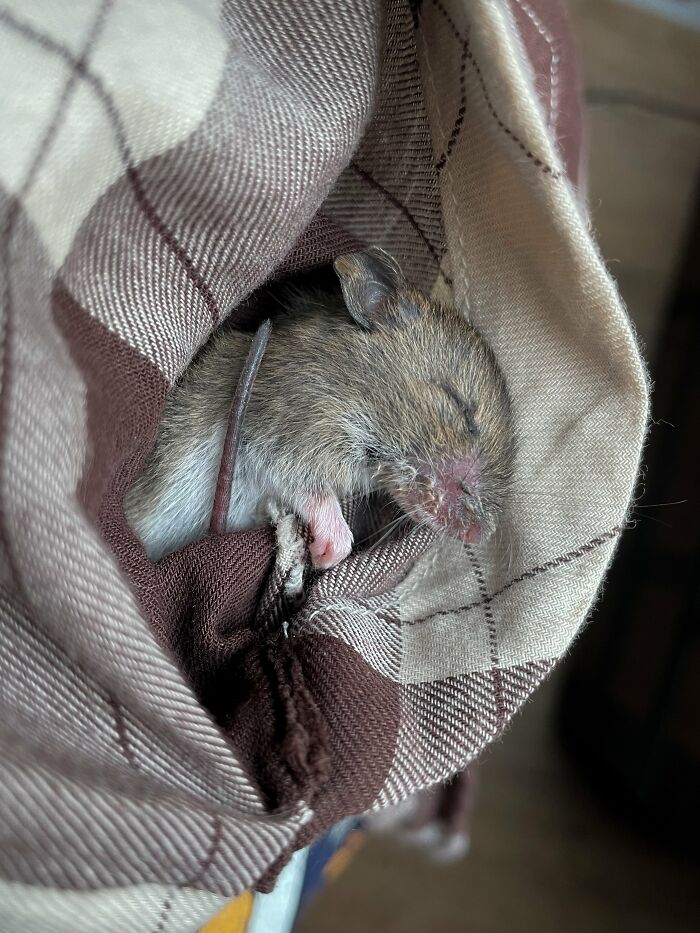 &ldquo;The Universe Certainly Has A Great Sense Of Humor&rdquo;: A Twitter User Shared Her Story Of Adopting And Taking Care Of An Abandoned Newborn Mouse