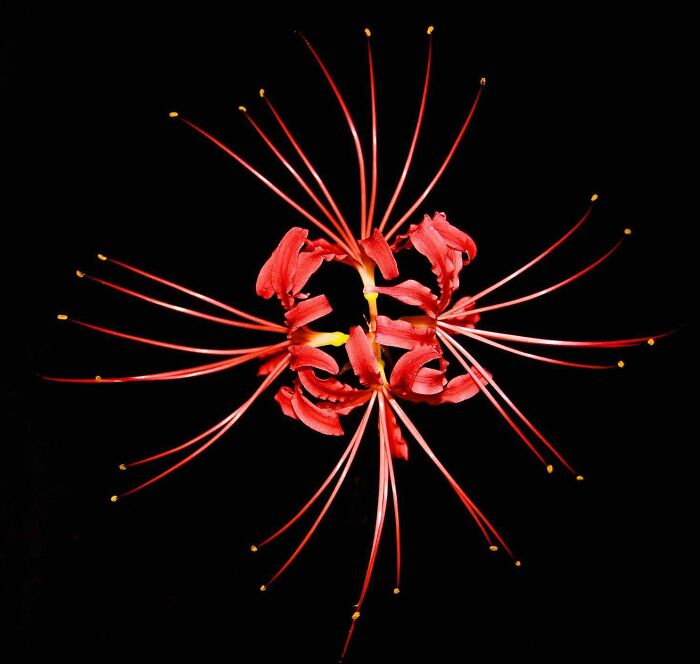 Spider Lily