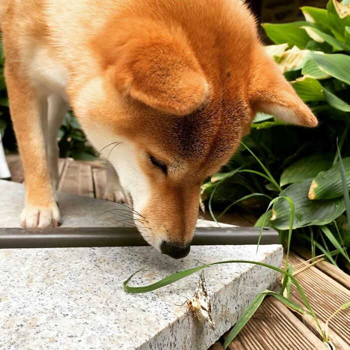 Dog looking at a butterfly