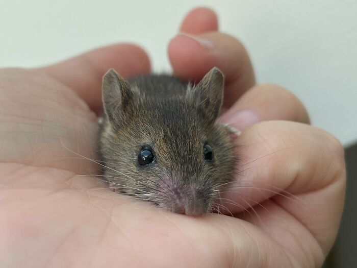 &ldquo;The Universe Certainly Has A Great Sense Of Humor&rdquo;: A Twitter User Shared Her Story Of Adopting And Taking Care Of An Abandoned Newborn Mouse