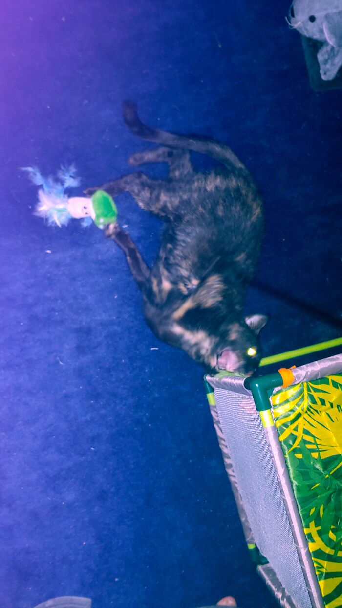 Wanted To Get A Nice Picture Of Cinder Playing When Suddenly She Transformed Into A Demon