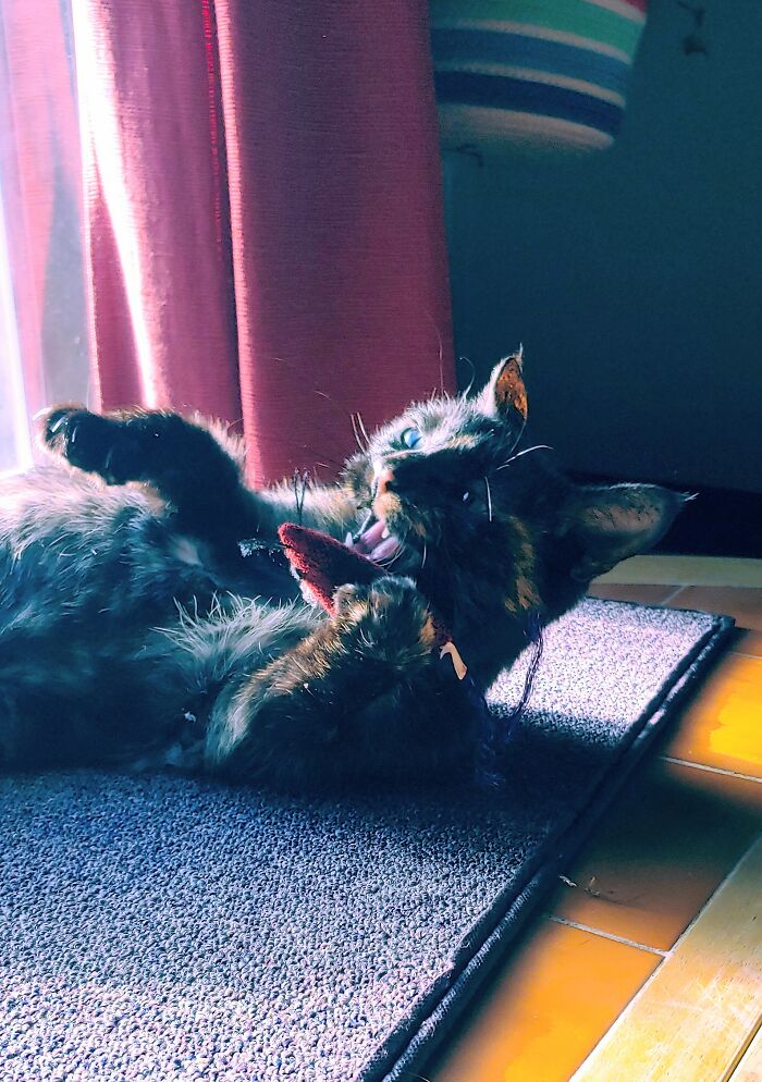 Cinder Playing. I Found Her Behind My Shed 1 Year Ago Today. She Was Starved, Weak And Scared. It Took A While For Her To Heal And Physically And Mentally. I Wish She Didn't Have To Go Through That, But I'm So Glad I Found Her