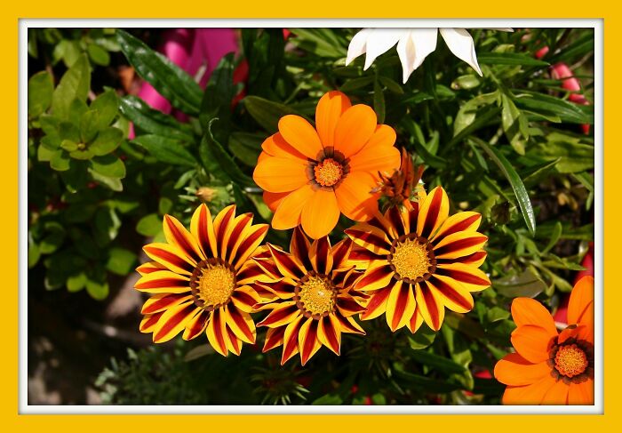 Souvenir De Mon Jardin