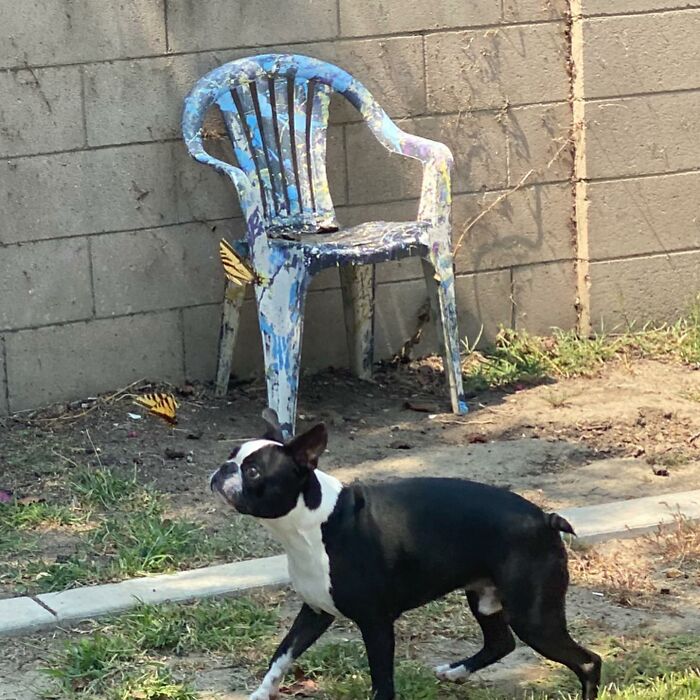 Dog playing with a butterlfly