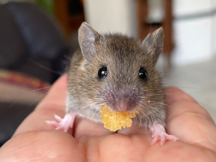 &ldquo;The Universe Certainly Has A Great Sense Of Humor&rdquo;: A Twitter User Shared Her Story Of Adopting And Taking Care Of An Abandoned Newborn Mouse