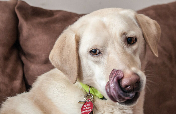 30 Things That Are An Integral Part Of An American House, As Assumed By Non-Americans In This Online Group