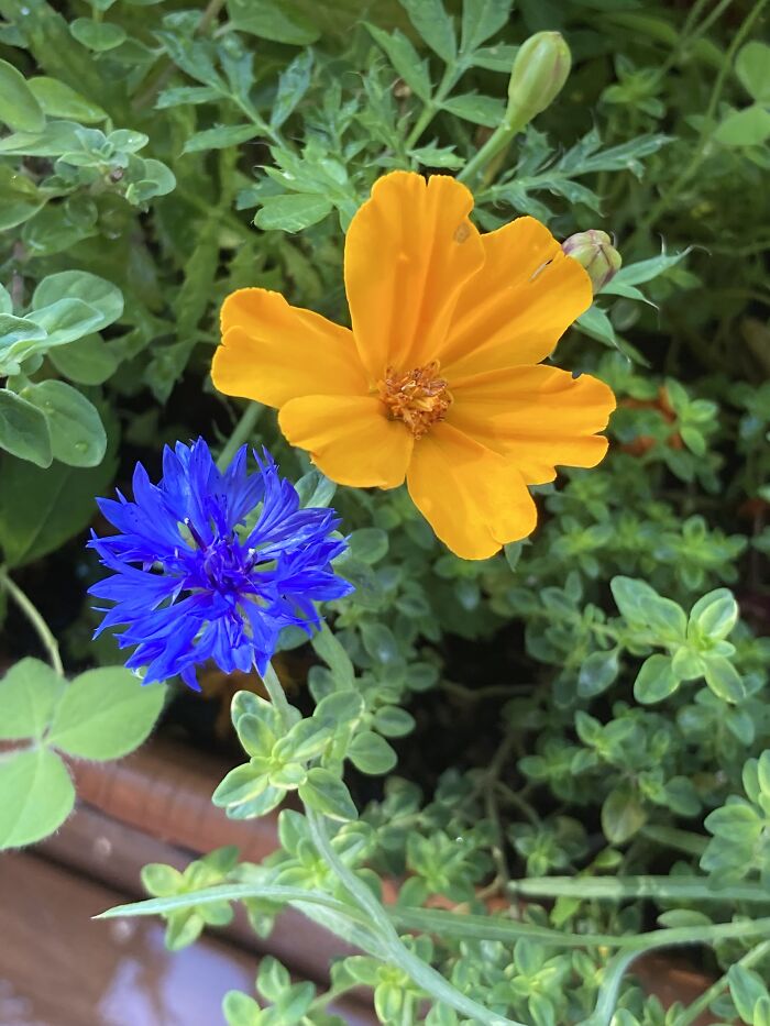 From The Container Garden