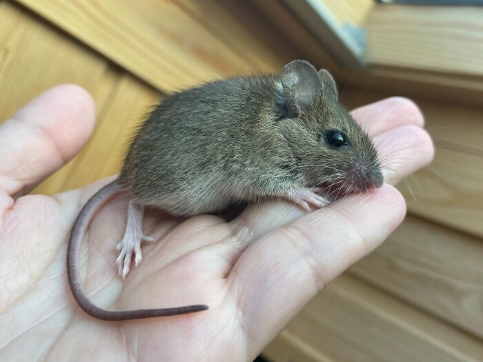 &ldquo;The Universe Certainly Has A Great Sense Of Humor&rdquo;: A Twitter User Shared Her Story Of Adopting And Taking Care Of An Abandoned Newborn Mouse