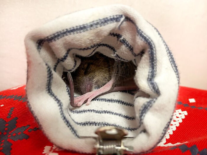 &ldquo;The Universe Certainly Has A Great Sense Of Humor&rdquo;: A Twitter User Shared Her Story Of Adopting And Taking Care Of An Abandoned Newborn Mouse