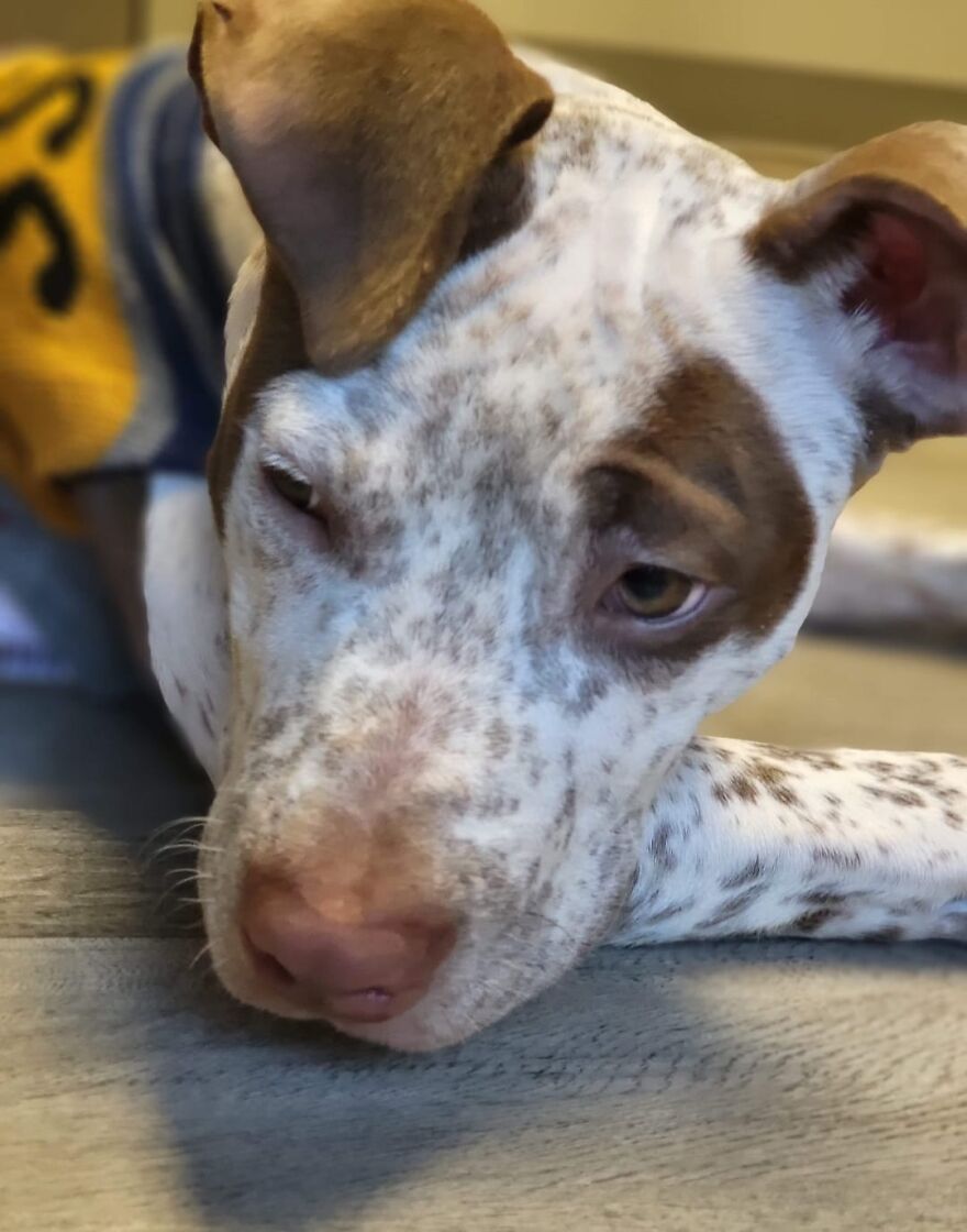 Abandoned Puppy Gets Another Chance At Happiness When Loving People Take Him Into Their Care