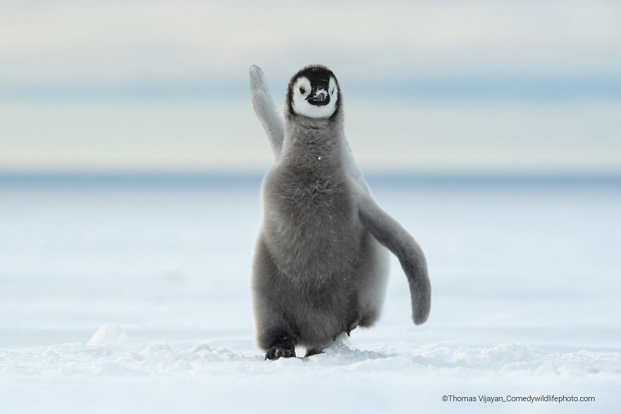 "Happy Feet" By Thomas Vijayan
