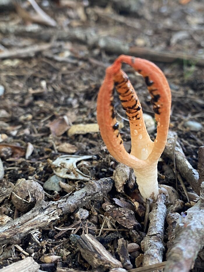 Crab Claw Stinkhorn Pawtucket, Ri