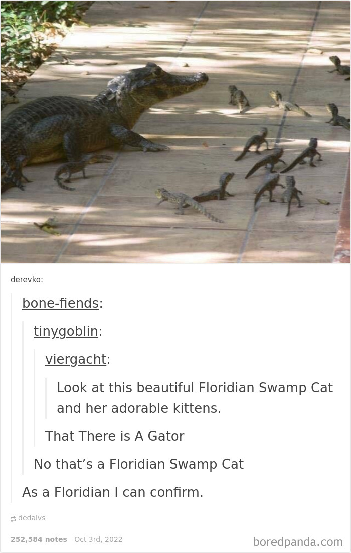 Mischievous-Animal-Memes