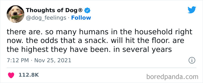 Funny-Tweets-Thoughts-Of-Dog