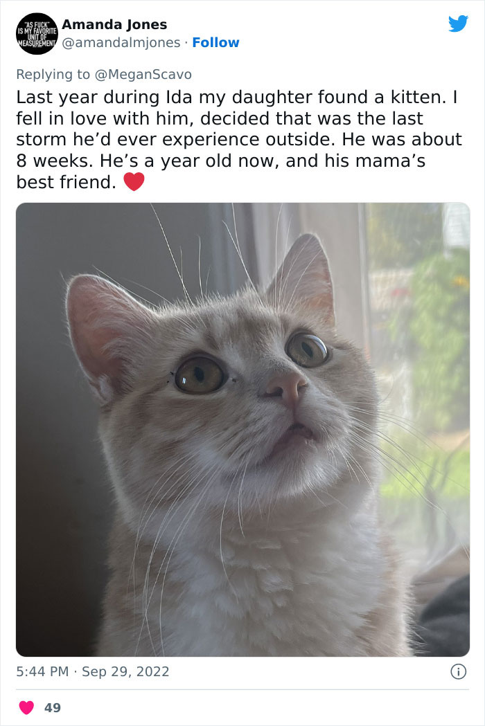 People Online Applaud Ordinary Heroes Who Risked Their Lives To Save Stranded Animals During Hurricane Ian