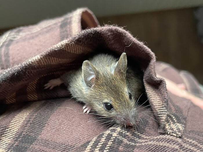 &ldquo;The Universe Certainly Has A Great Sense Of Humor&rdquo;: A Twitter User Shared Her Story Of Adopting And Taking Care Of An Abandoned Newborn Mouse