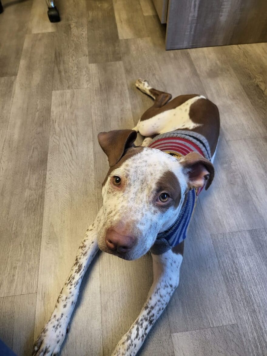 Abandoned Puppy Gets Another Chance At Happiness When Loving People Take Him Into Their Care