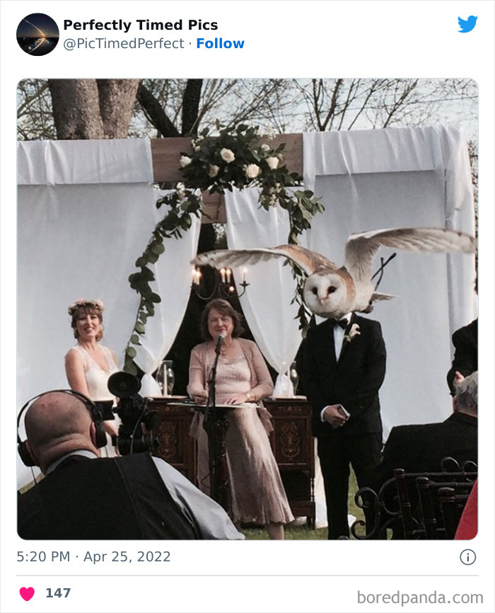 50 "Perfectly Timed Pics" That Might Make You Look Twice