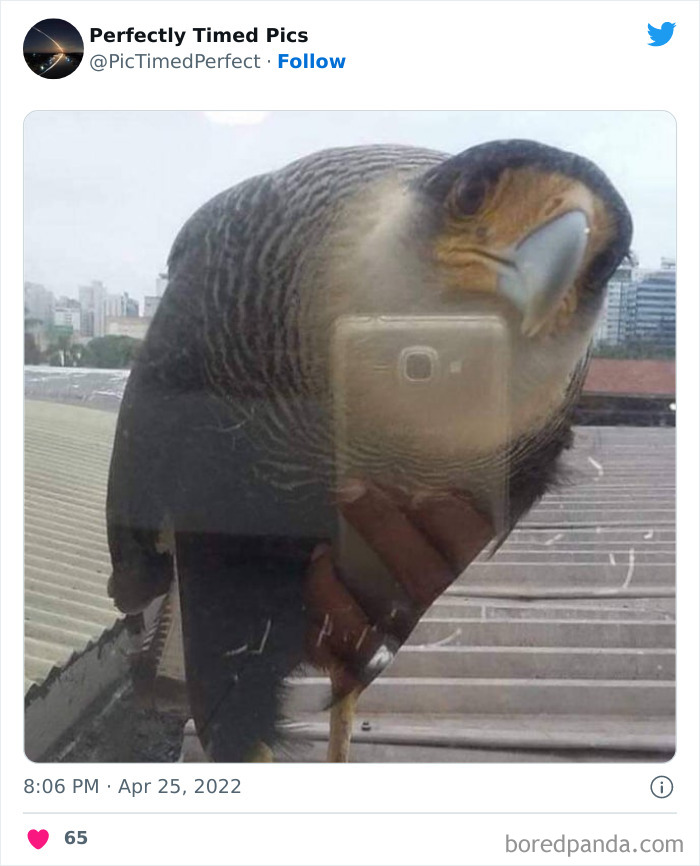 50 "Perfectly Timed Pics" That Might Make You Look Twice