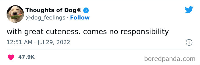 Funny-Tweets-Thoughts-Of-Dog