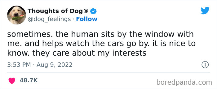 Funny-Tweets-Thoughts-Of-Dog