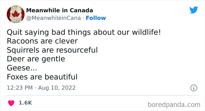 Canadian meme highlights wildlife traits humorously, mentioning clever raccoons and beautiful foxes.