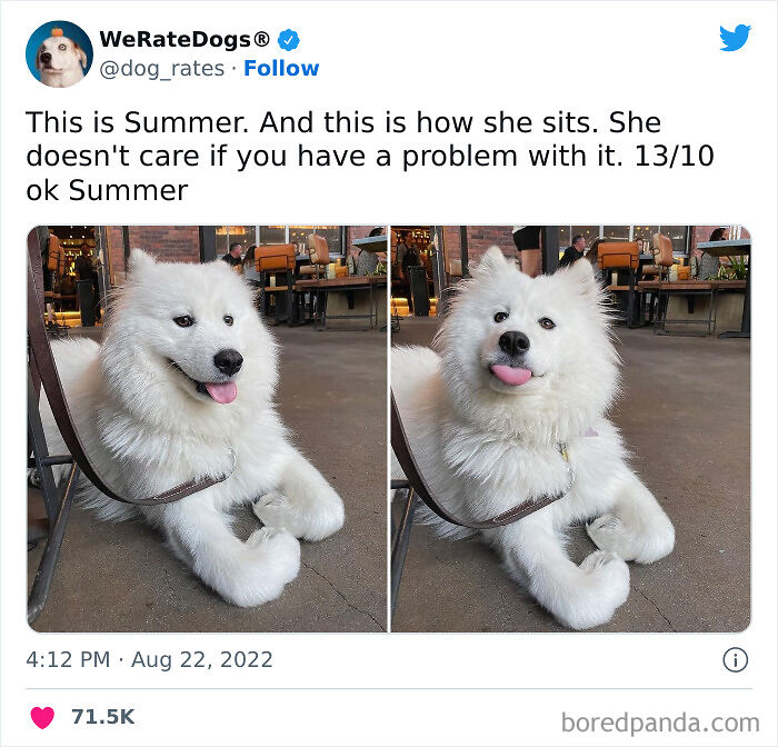 Cute-Dogs-Ratings