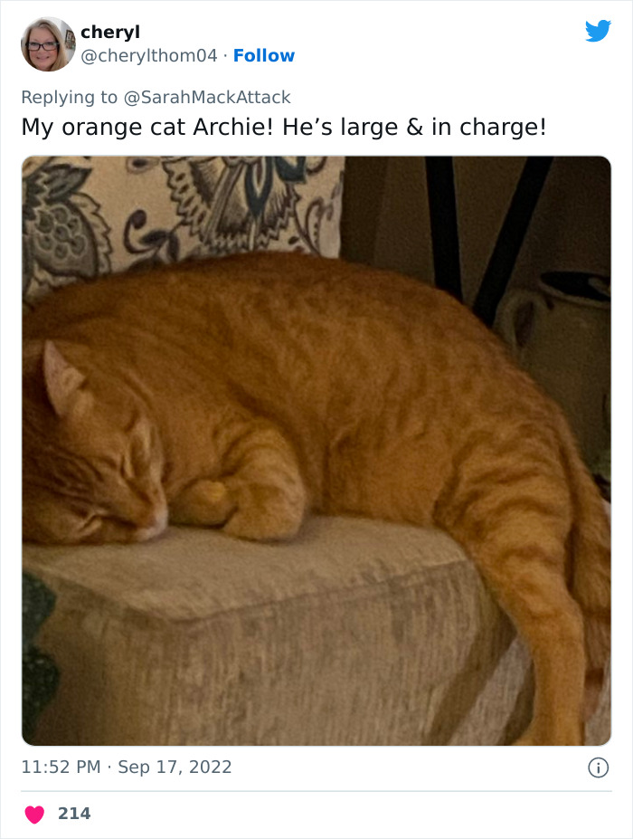 People Are Cracking Up At This Tweet In Which A Woman Tells How She Saw A Cat Being Escorted From A Botanical Garden People Are Cracking Up At This Tweet In Which A Woman Tells How She Saw A Cat Being Escorted From A Botanical Garden