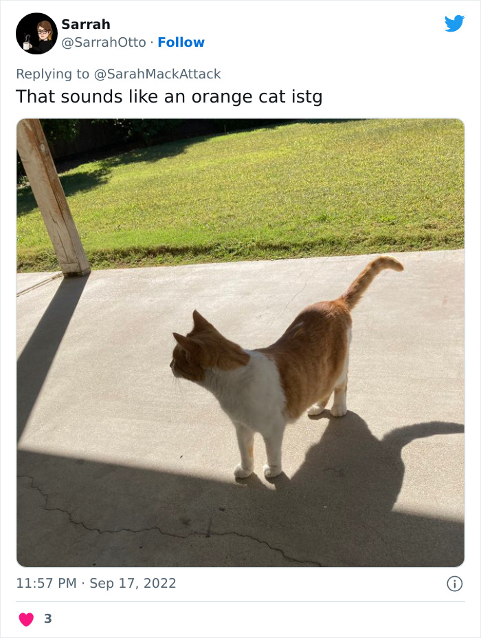 People Are Cracking Up At This Tweet In Which A Woman Tells How She Saw A Cat Being Escorted From A Botanical Garden People Are Cracking Up At This Tweet In Which A Woman Tells How She Saw A Cat Being Escorted From A Botanical Garden