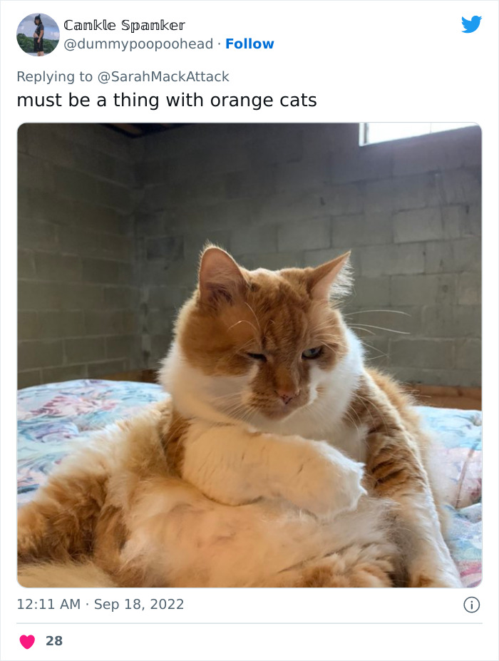 People Are Cracking Up At This Tweet In Which A Woman Tells How She Saw A Cat Being Escorted From A Botanical Garden People Are Cracking Up At This Tweet In Which A Woman Tells How She Saw A Cat Being Escorted From A Botanical Garden