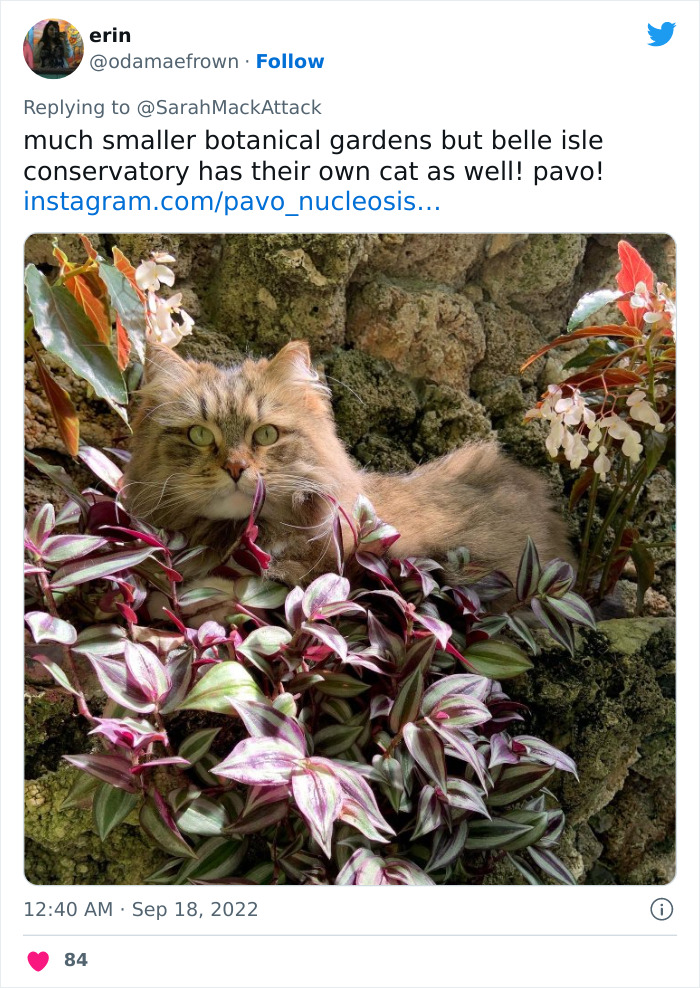 People Are Cracking Up At This Tweet In Which A Woman Tells How She Saw A Cat Being Escorted From A Botanical Garden People Are Cracking Up At This Tweet In Which A Woman Tells How She Saw A Cat Being Escorted From A Botanical Garden