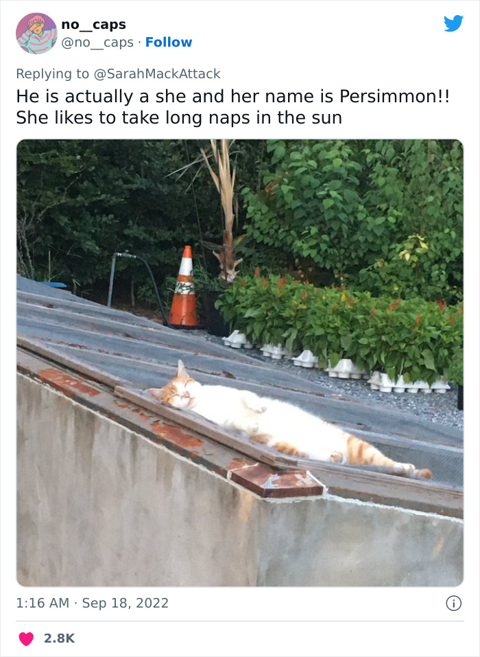 People Are Cracking Up At This Tweet In Which A Woman Tells How She Saw A Cat Being Escorted From A Botanical Garden People Are Cracking Up At This Tweet In Which A Woman Tells How She Saw A Cat Being Escorted From A Botanical Garden