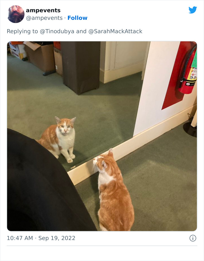People Are Cracking Up At This Tweet In Which A Woman Tells How She Saw A Cat Being Escorted From A Botanical Garden People Are Cracking Up At This Tweet In Which A Woman Tells How She Saw A Cat Being Escorted From A Botanical Garden