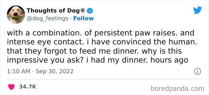 Funny-Tweets-Thoughts-Of-Dog