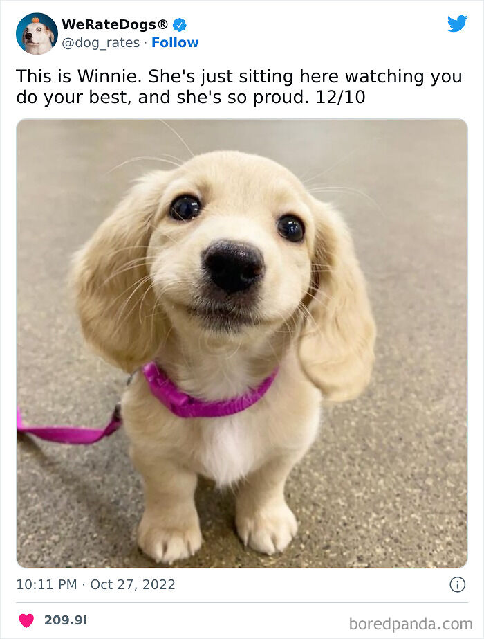 Cute-Dogs-Ratings