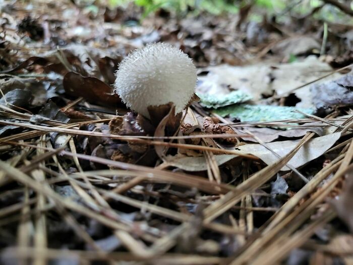 A Cute Little Puffball!