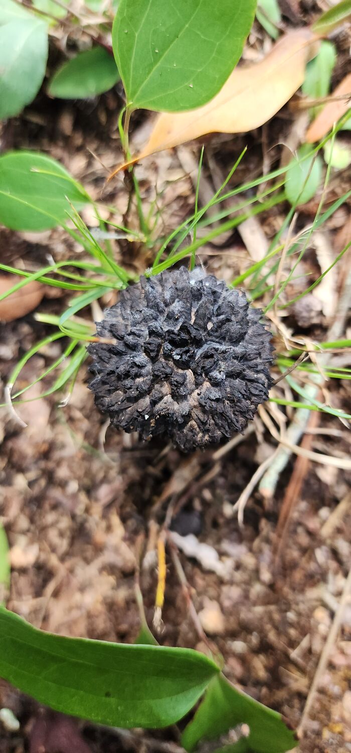 Old Man Of The Woods - Georgia