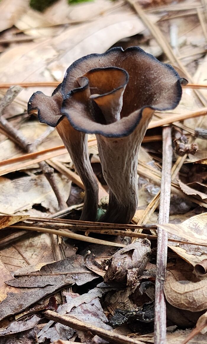 Black Trumpet - Georgia