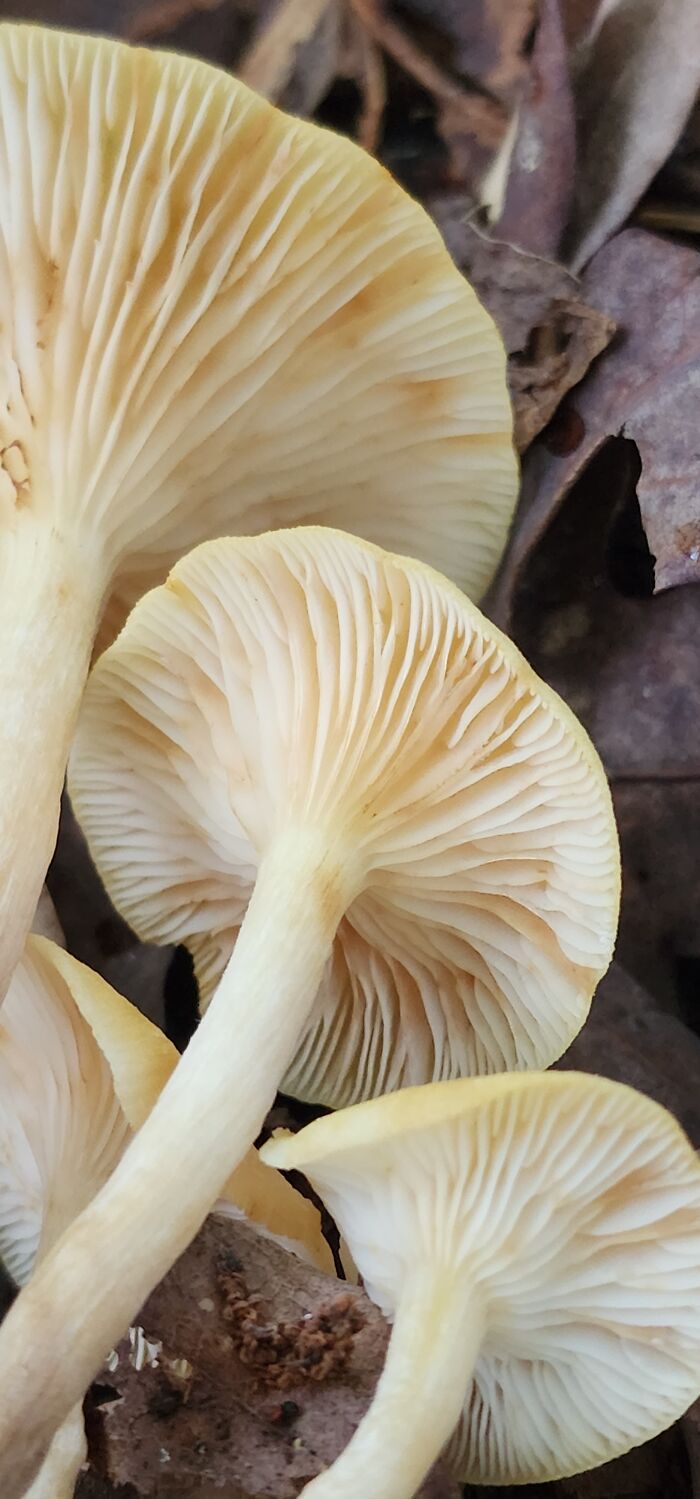 Ringless Honey - Georgia