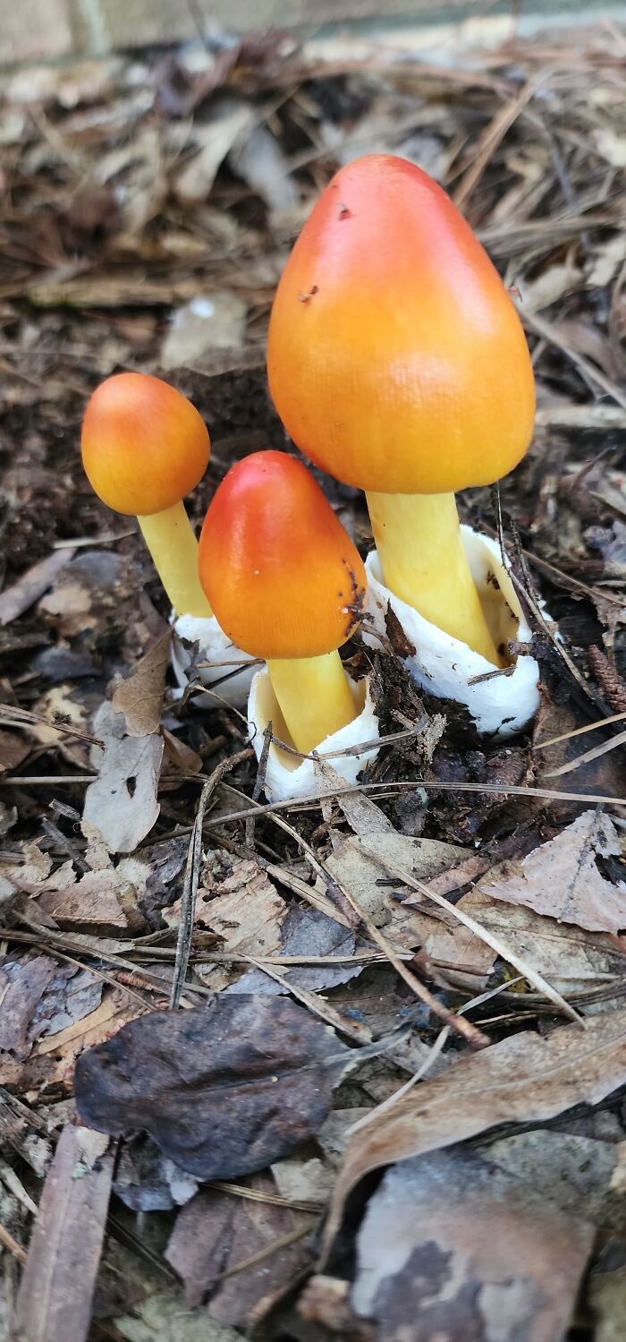 Jackson's Caesar Amanita - Georgia