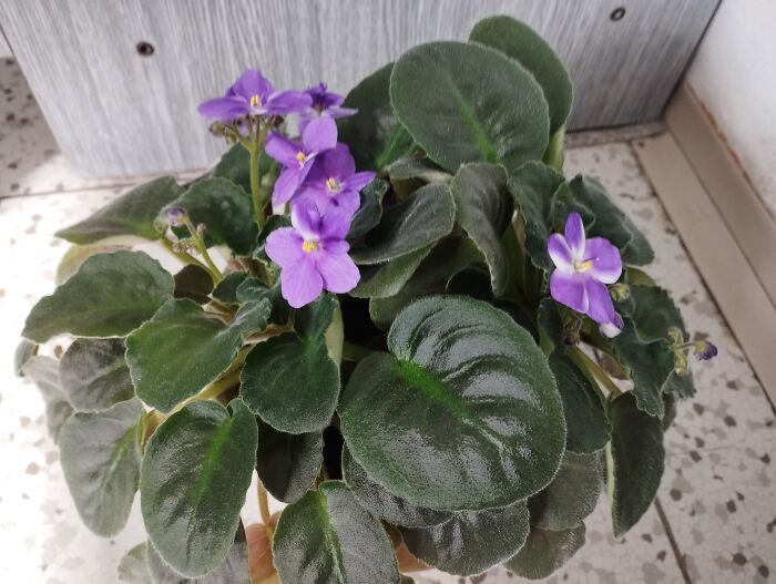 Saint-Paulia That I've Got For 5 Years And Blooms 3 Times A Year